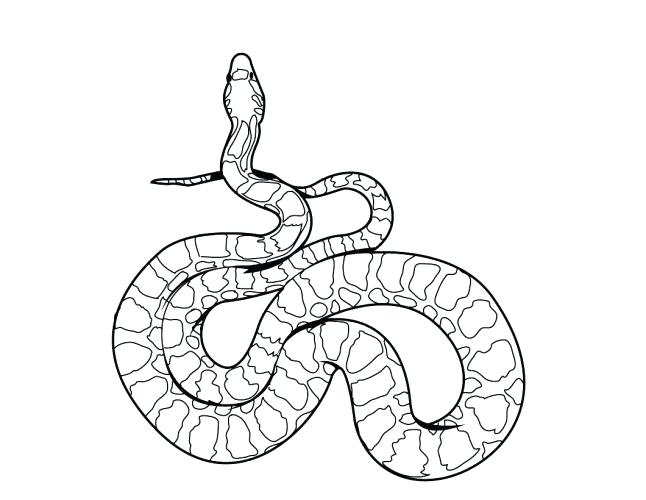 646x500 Reptile Coloring Page Medium Size Of Snake Coloring Page Pages