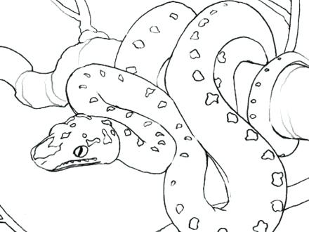 440x330 Reptile Coloring Page Reptile Coloring Page Free Printable