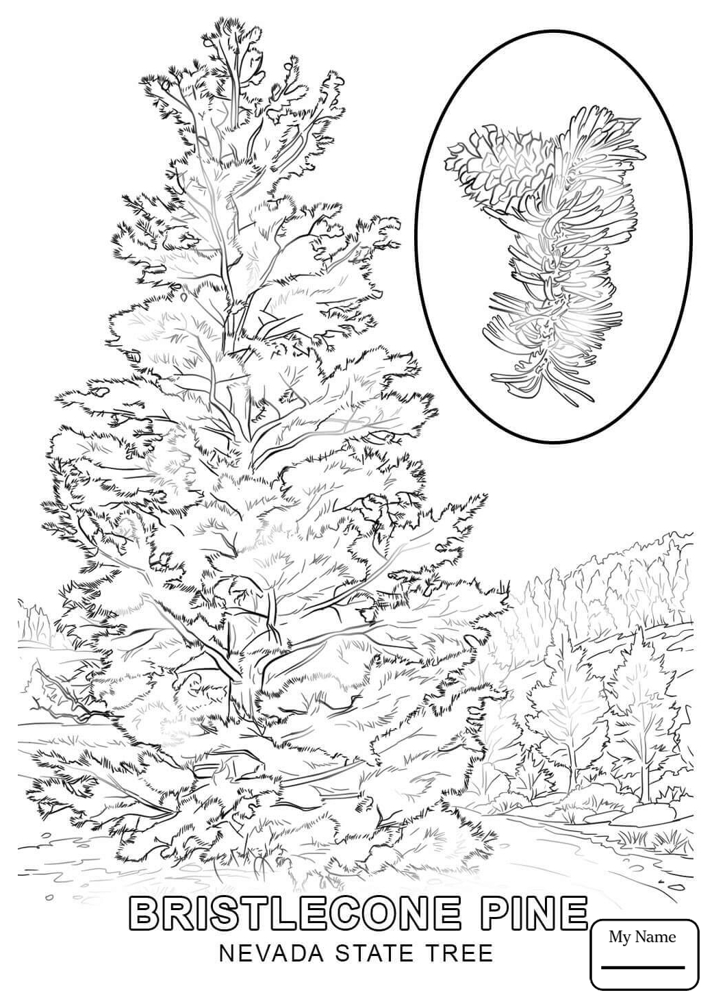 1040x1469 State Tree Of Nevada Coloring Pages Gallery Coloring For Kids 2018