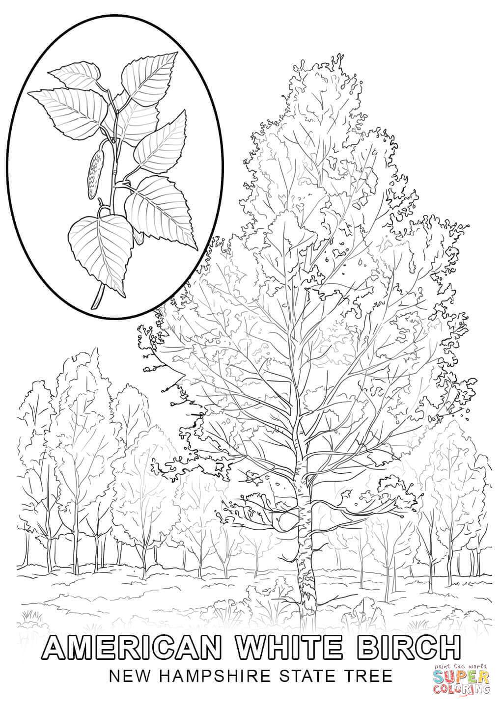 1020x1440 New Jersey State Tree Coloring Page