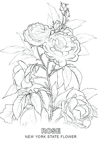 340x480 Instantly Download A Coloring Page Of Beautiful Central Park New