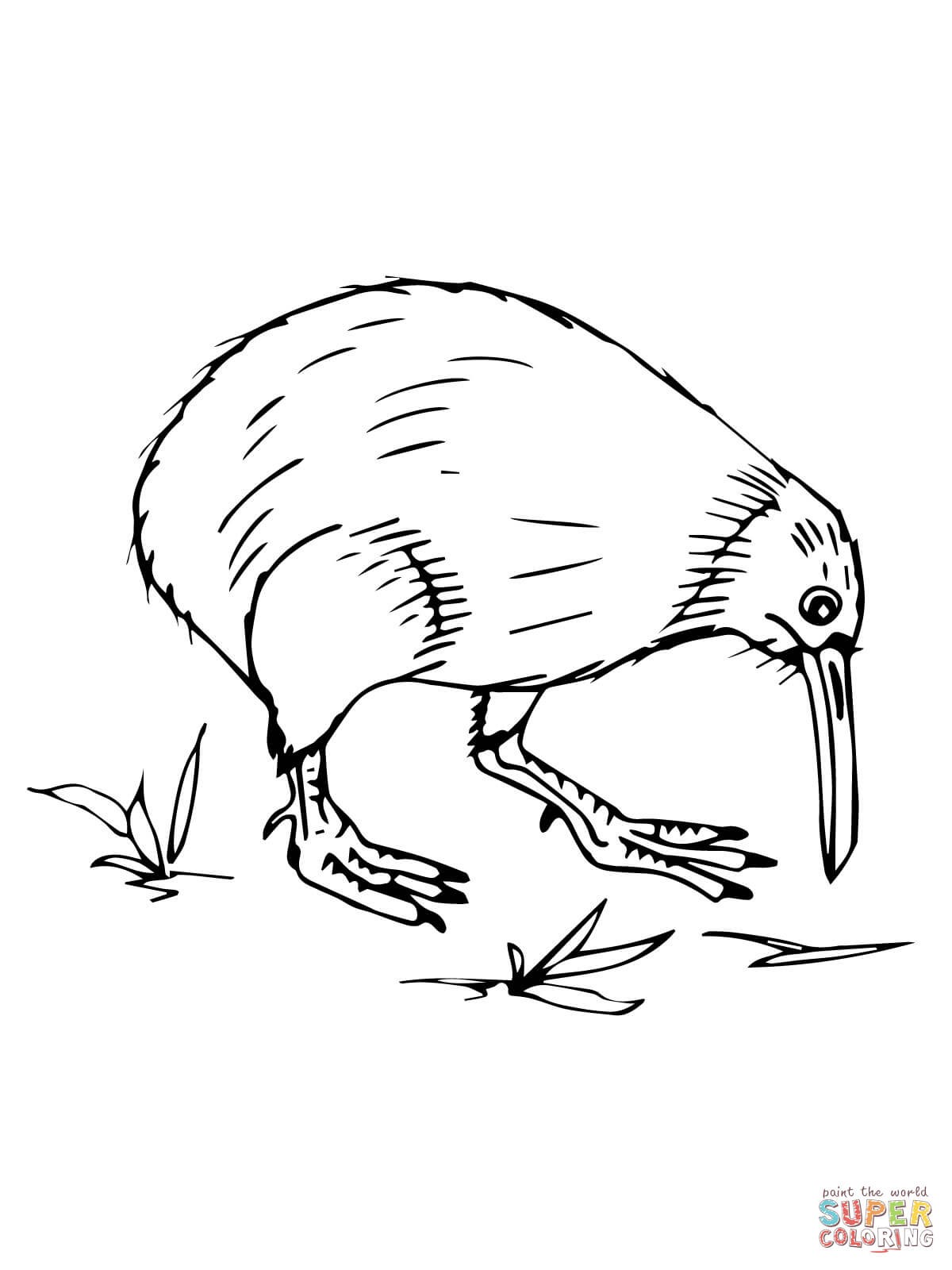 1200x1600 Kiwi Animal Coloring Pages Free Draw To Color