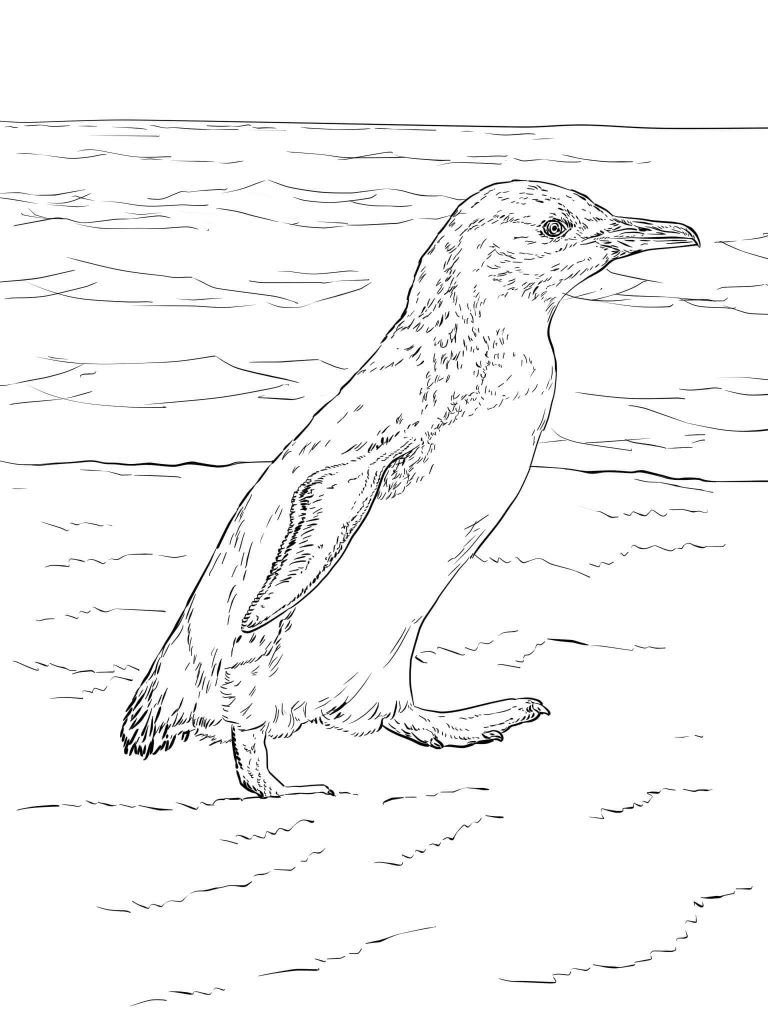 768x1024 Little Blue Penguin Walks New Zealand Coloring Page