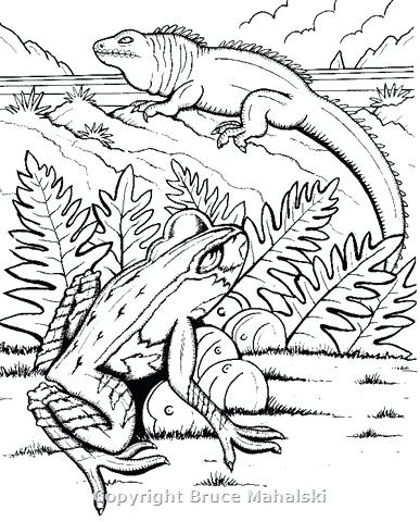 387x480 New Zealand Coloring Pages Animal Coloring Pages New Zealand