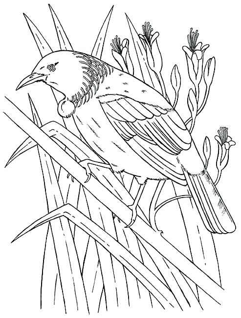 493x652 New Zealand Coloring Pages New Guinea Flag Coloring Page Air New