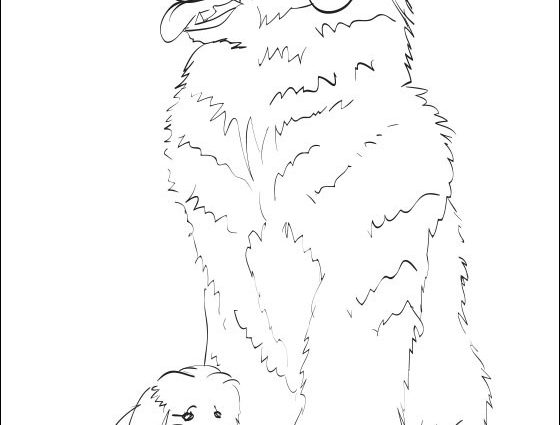 560x425 Coloring Pages Newfoundland Dog Newfoundland Coloring Page