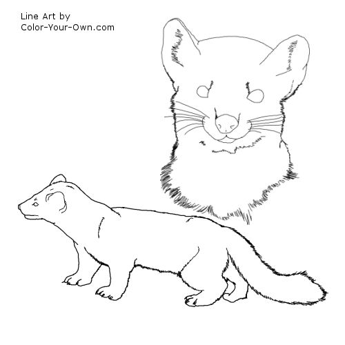 500x500 Pine Marten.jpg