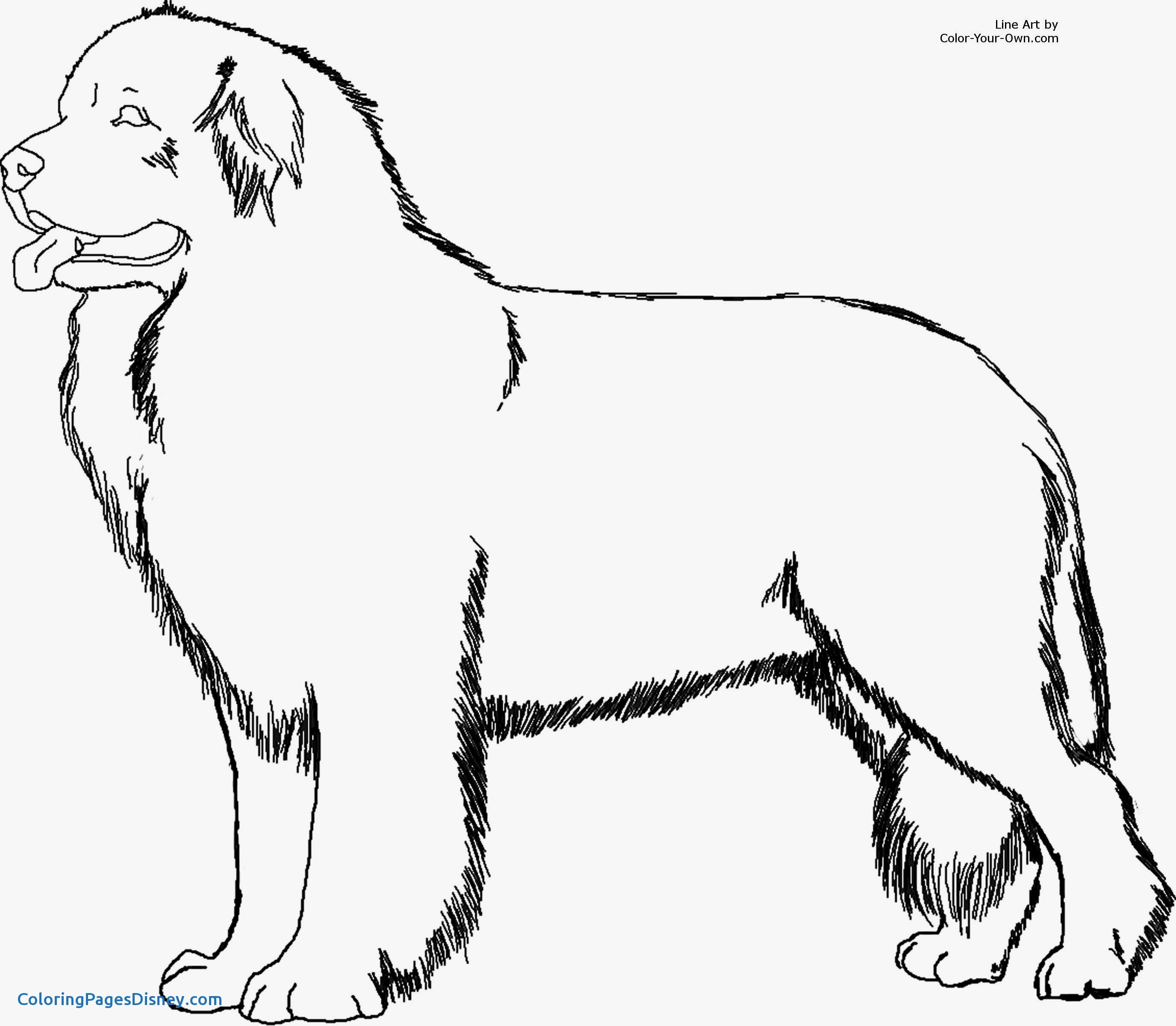 2751x2400 Dogs Coloring Pages Luxury Newfoundland Dogs Coloring Pages