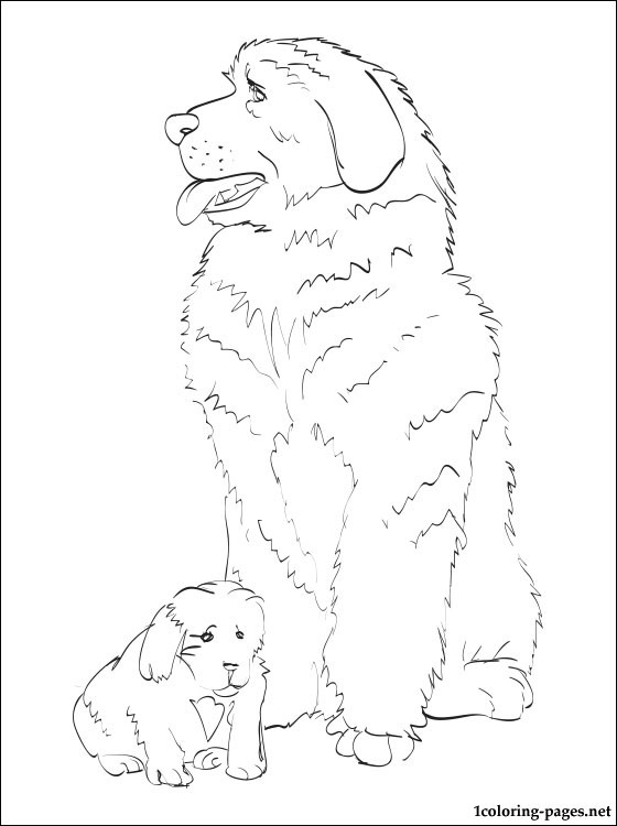 560x750 Coloring Pages Newfoundland Dog Newfoundland Coloring Page
