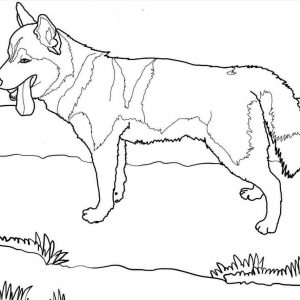 300x300 Coloring Pages Of Newfoundland Dog Archives