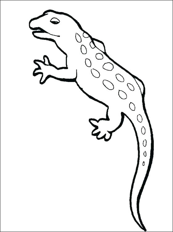 560x750 Newt Coloring Page Newt Coloring Page Fancy Newt Coloring Page