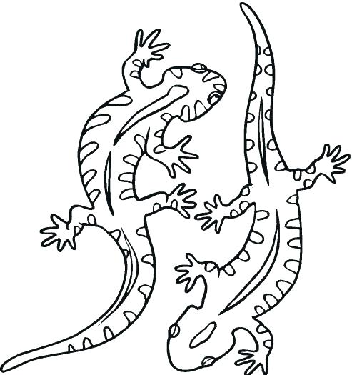 493x525 Newt Coloring Page Newt Coloring Page Salamander From Category