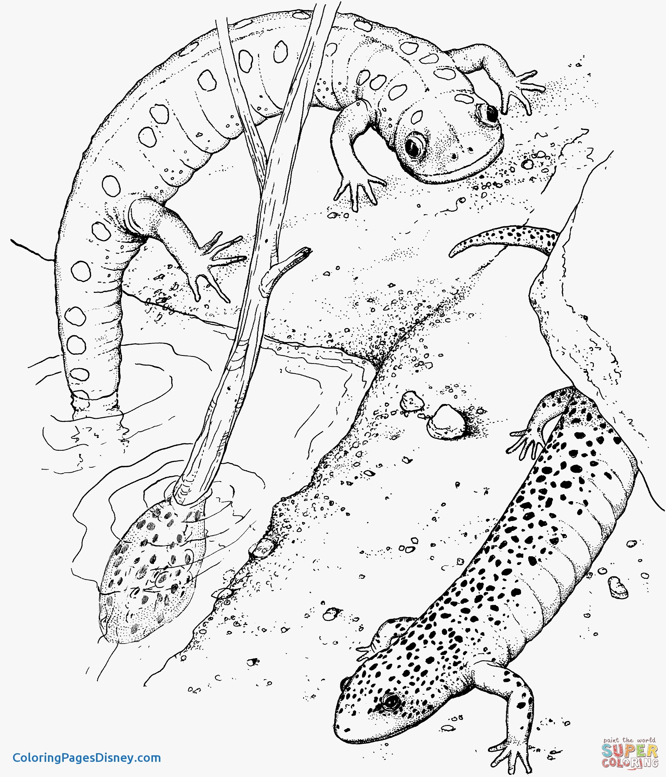 2151x2510 Beautiful Newt Coloring Pages