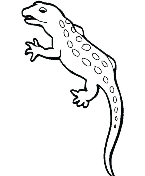 580x703 Newt Coloring Page Jgheraghty.site