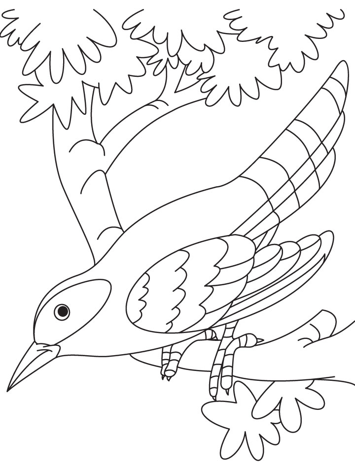 720x954 A Cuckoo Bird Sitting On Branch Coloring Page Download Free