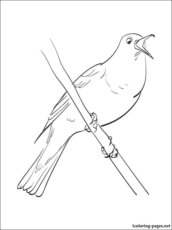 560x750 Nightingale Coloring And Printable Page Coloring Pages