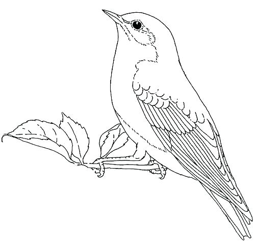 500x487 Blue Bird Coloring Page