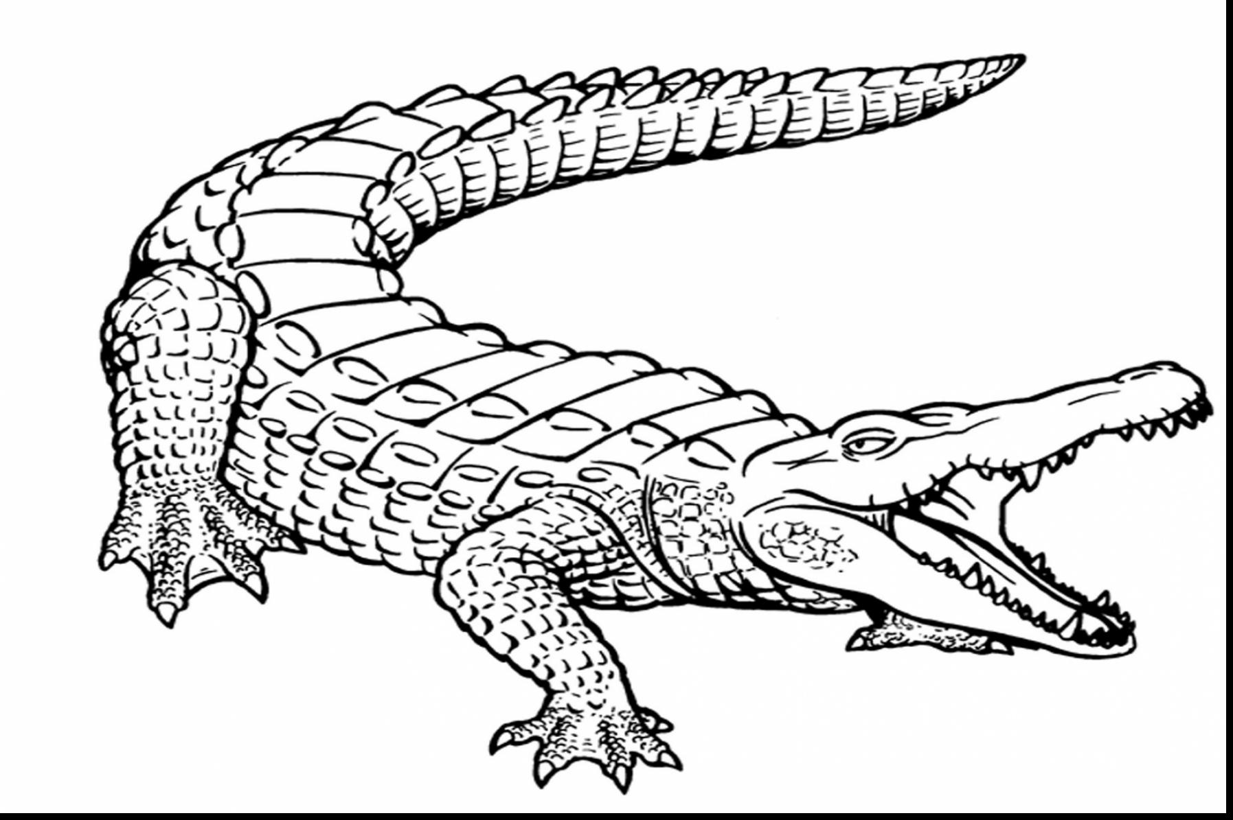 1795x1195 Crocodile Coloring Pages 14