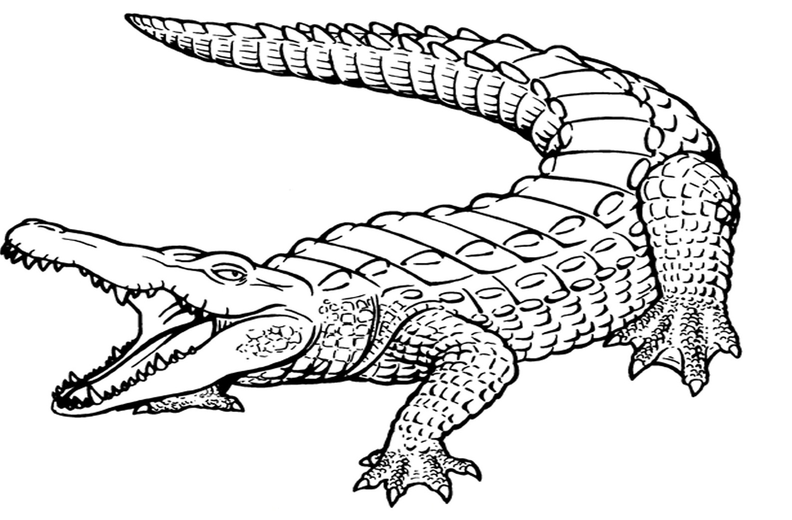 1585x1042 Crocodile Coloring Pages 4