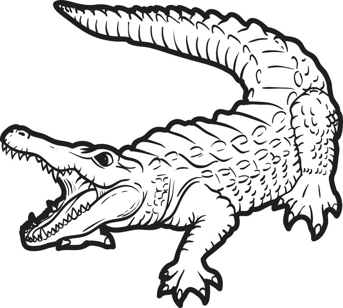 700x628 Alligator Coloring Pages Crocodile Coloring Pages Sheet Drawing