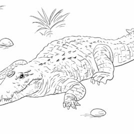 268x268 Crocodile Coloring Pages Free Coloring Pages Coloring Pages Nile
