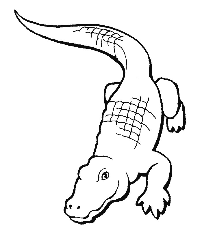 692x863 Crocodile Coloring Pages To Print