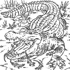 236x236 Free Printable Coloring Page Of A Nile Crocodile For Adults