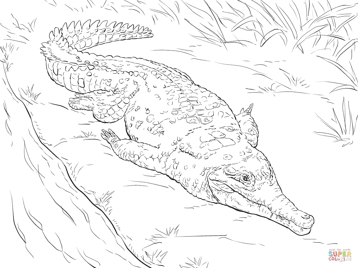 1200x900 Orinoco Crocodile Coloring Page Free Printable Download Animals