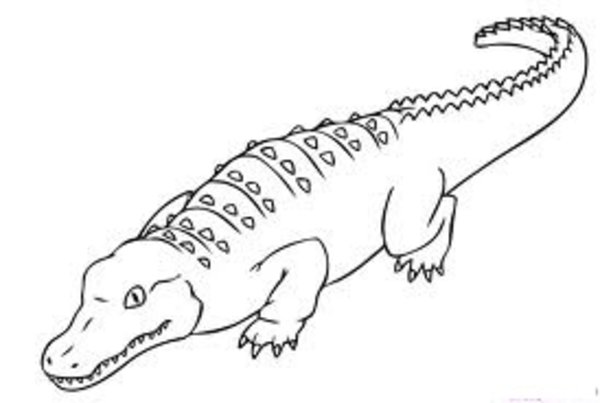 600x403 Pages Picture Realistic Alligator And Crocodile Coloring Bebo Pandco