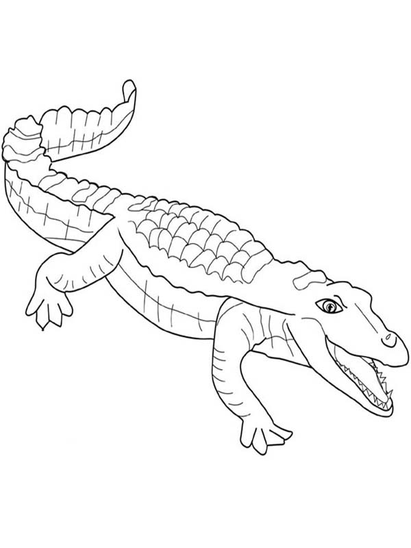 600x800 Printable Crocodile Coloring Pages Coloring Me