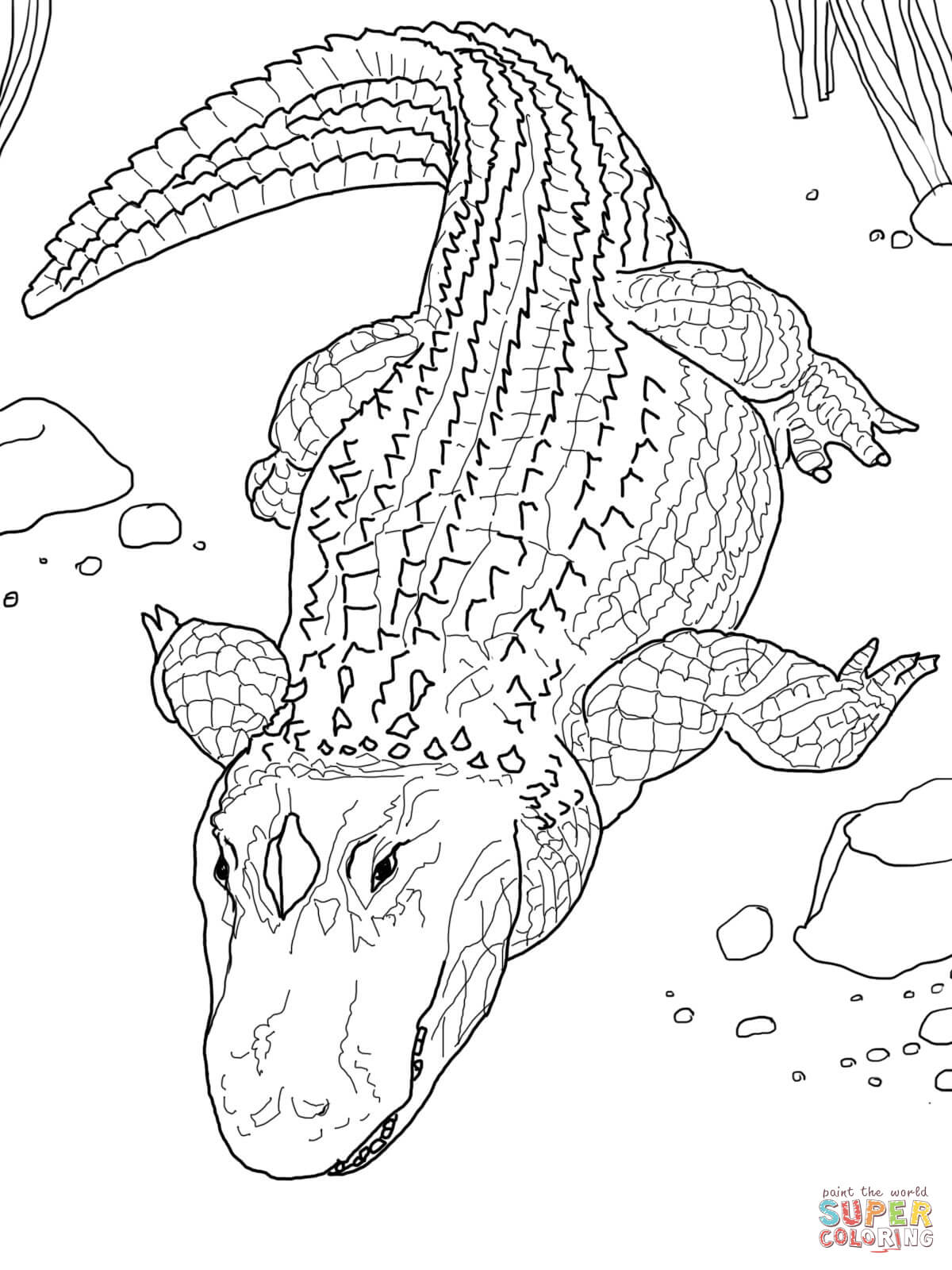 1200x1600 Winning Alligator Color Page Coloring In Fancy Alligator