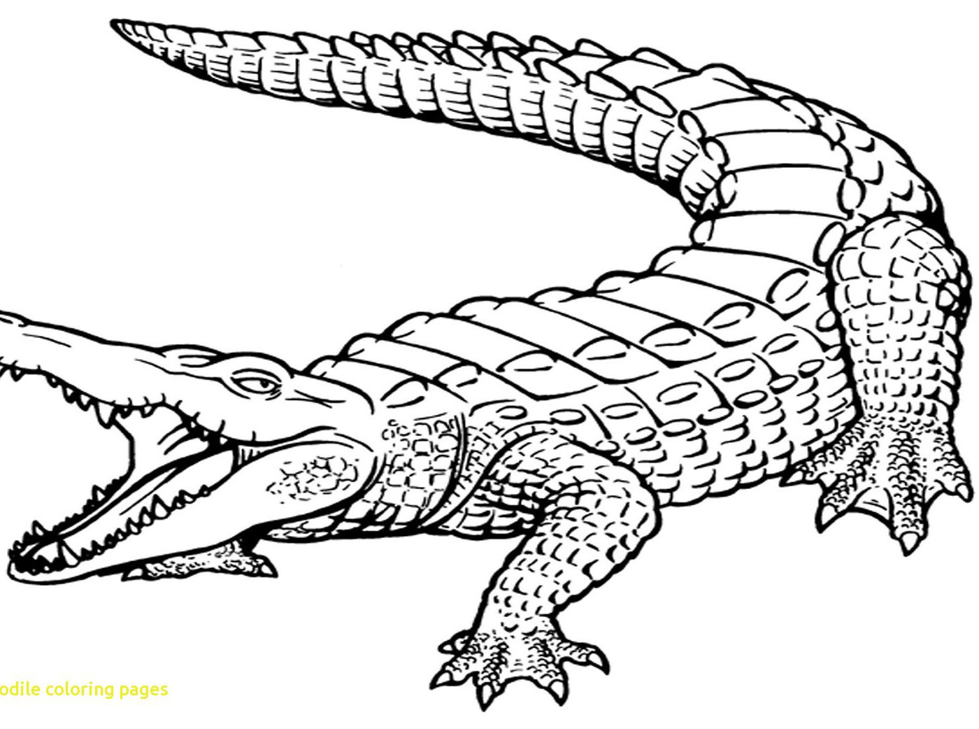 1400x1042 Crocodile Cartoon Alligator Coloring Page Croc Pages General Baby