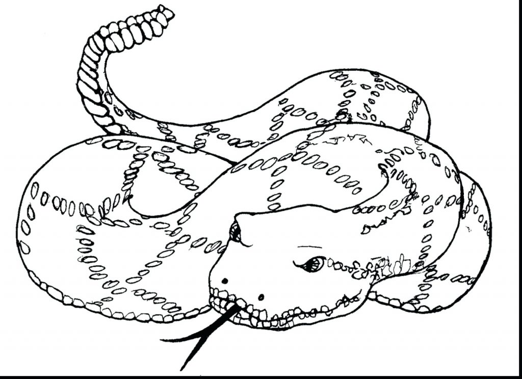 1024x744 Coloring Pages ~ Snake Coloring Pages Remarkable Clip Art Black