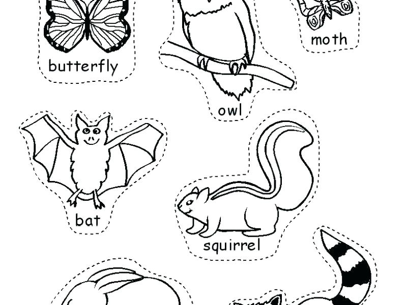800x600 Hibernation Coloring Pages Nocturnal Animals Coloring Pages