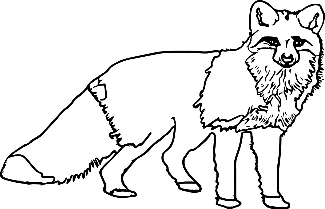 1057x682 Nocturnal Animals Coloring Pages