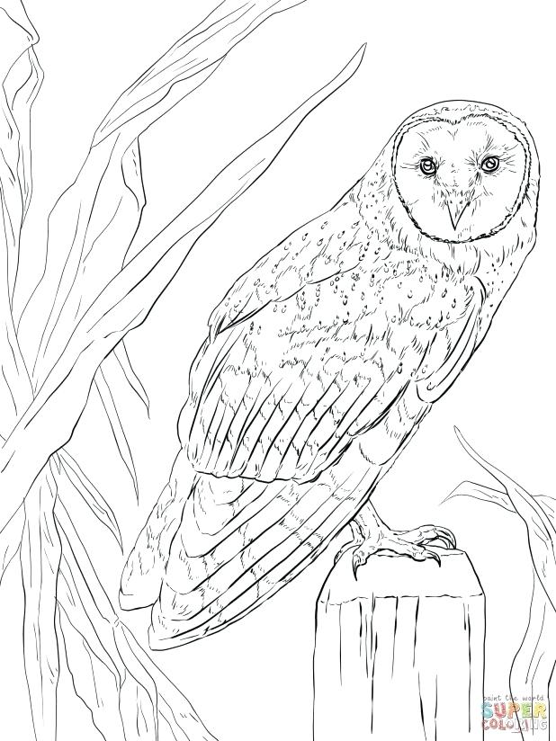 618x824 Nocturnal Animals Coloring Pages Adult Nocturnal Animals Coloring