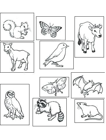 364x480 Nocturnal Animals Coloring Pages Animal Coloring Pages Nocturnal
