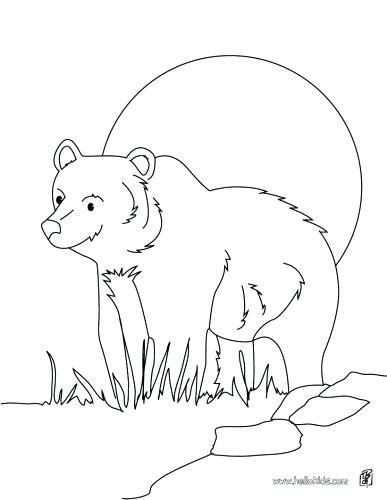 387x500 Nocturnal Animals Coloring Pages Nocturnal Animals Colouring