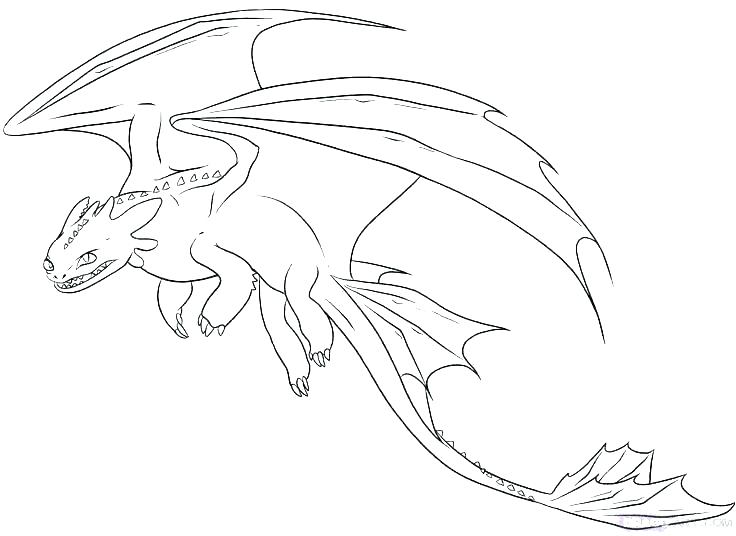 736x536 Wild Animals Coloring Pages Wild Animal Safari Coloring Pages
