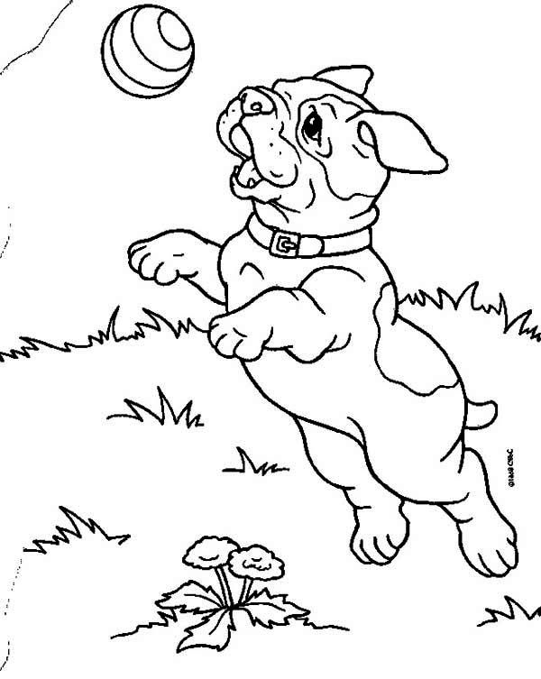 600x753 66 Best Color Cats Amp Dogs Images On Printable