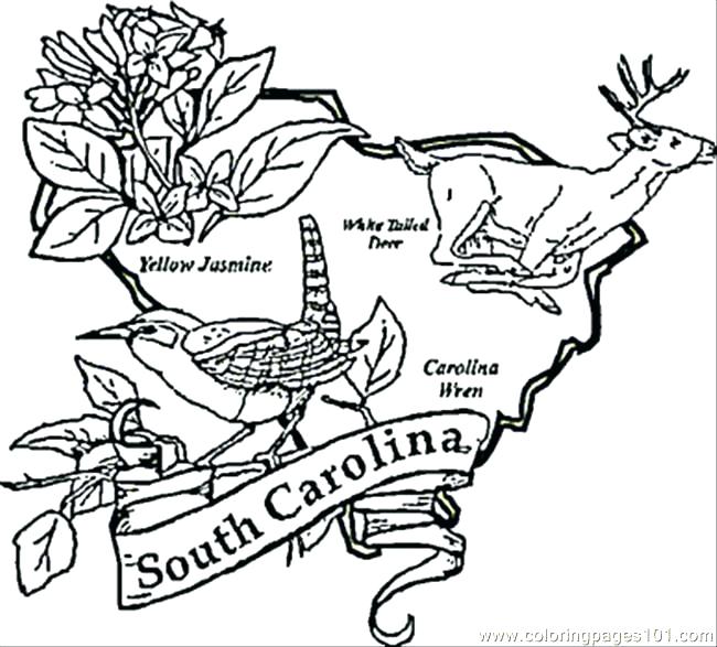 650x587 South Carolina Coloring Pages S S South Carolina Symbols Coloring