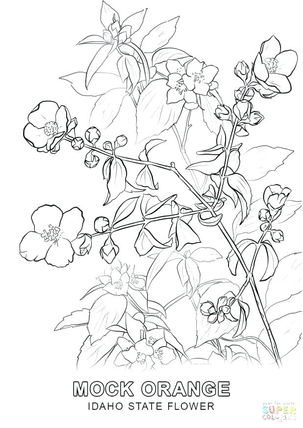 618x872 Symbols Coloring Pages Colouring Pages Free Flag Arkansas State