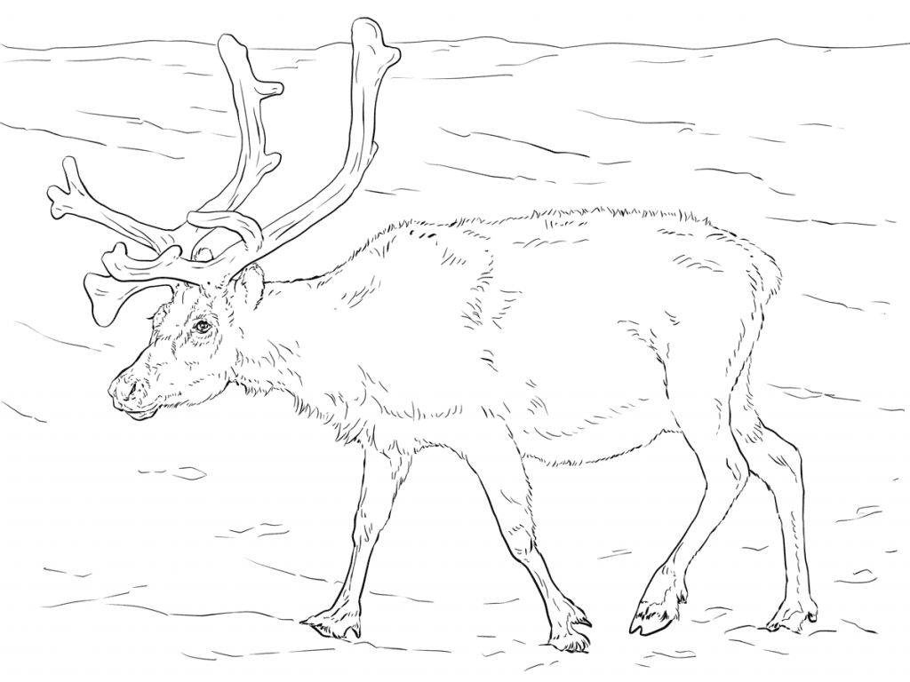1024x768 Svalbard Reindeer Norway Coloring Page