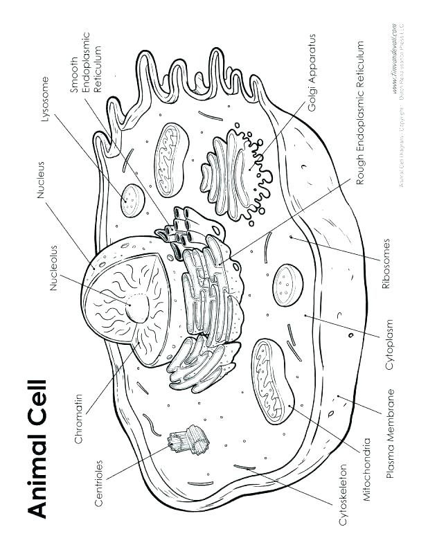 618x800 Color Animal Cell Worksheet Kids Coloring Cell Coloring Pages