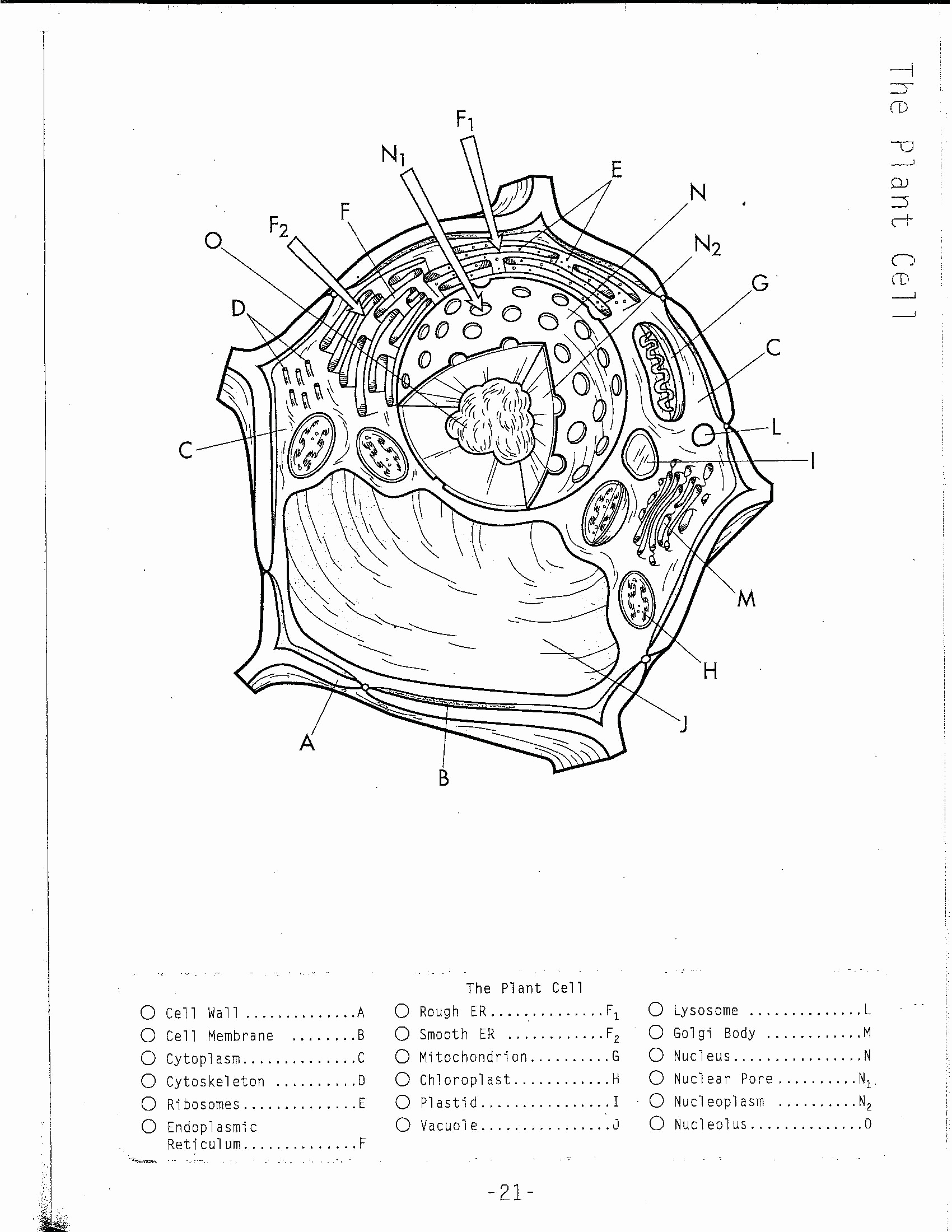 1700x2200 50 Lovely Pics Of Cell Coloring Page
