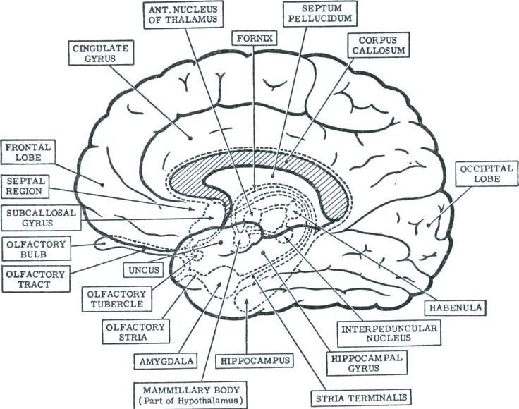 736x580 Human Anatomy Coloring Book Nice Brain Anatomy Coloring Book