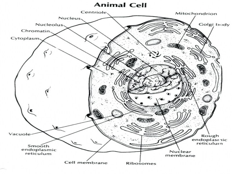 800x600 Nice Mitosis Coloring Pages Gallery