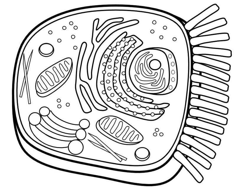 820x650 Plant Cell Coloring Page Inspirational Animal Cell Diagram