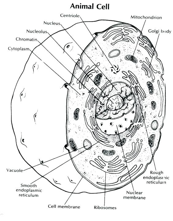 564x718 Bacteria Coloring Pages