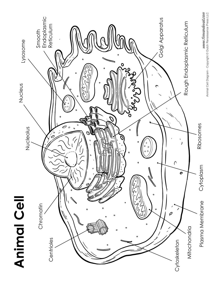 927x1200 Awesome Draw And Label The Plant Animal Cell Coloring Page Lively